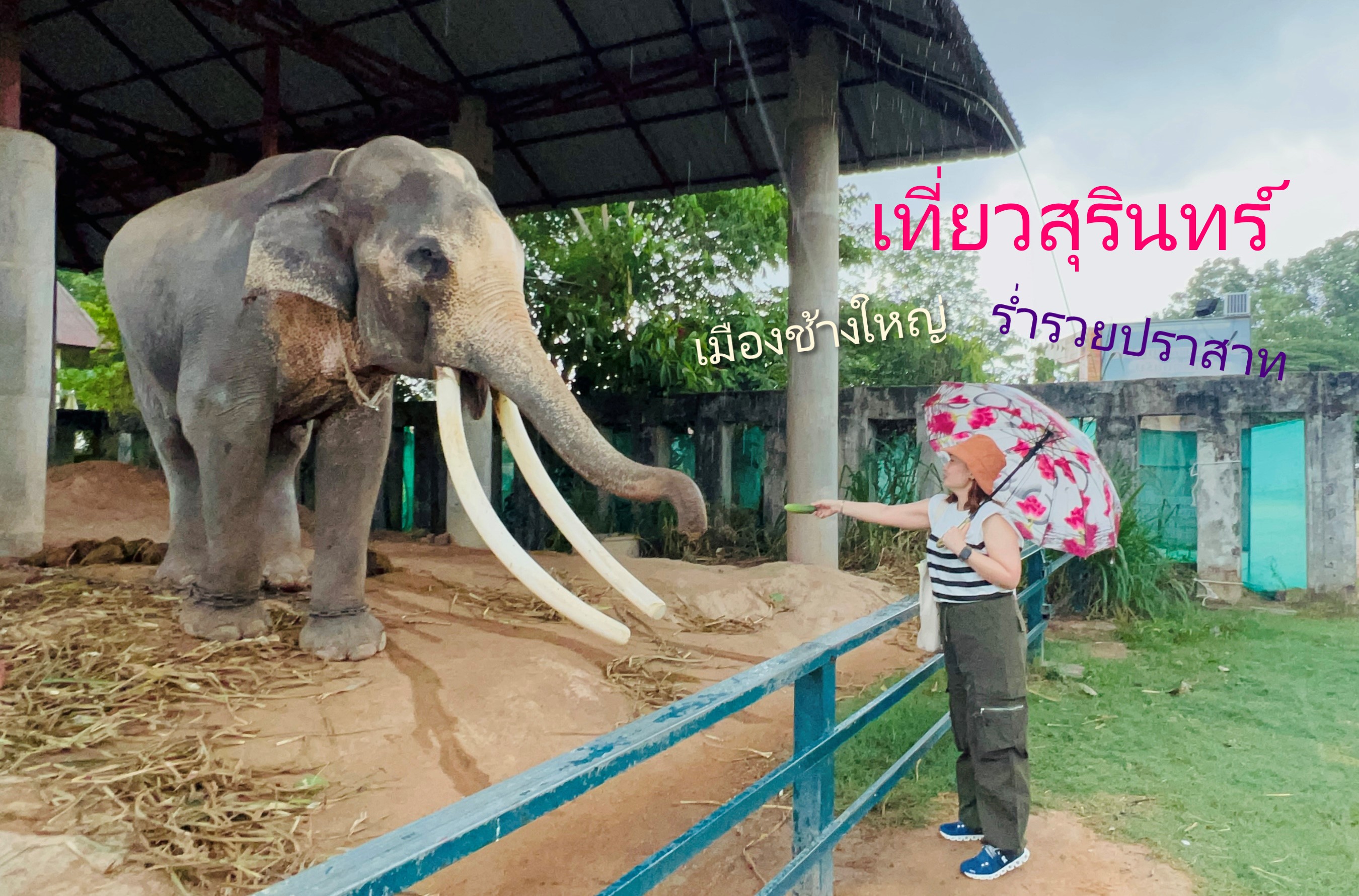 เที่ยวสุรินทร์ เมืองช้างใหญ่ ร่ำรวยปราสาท 